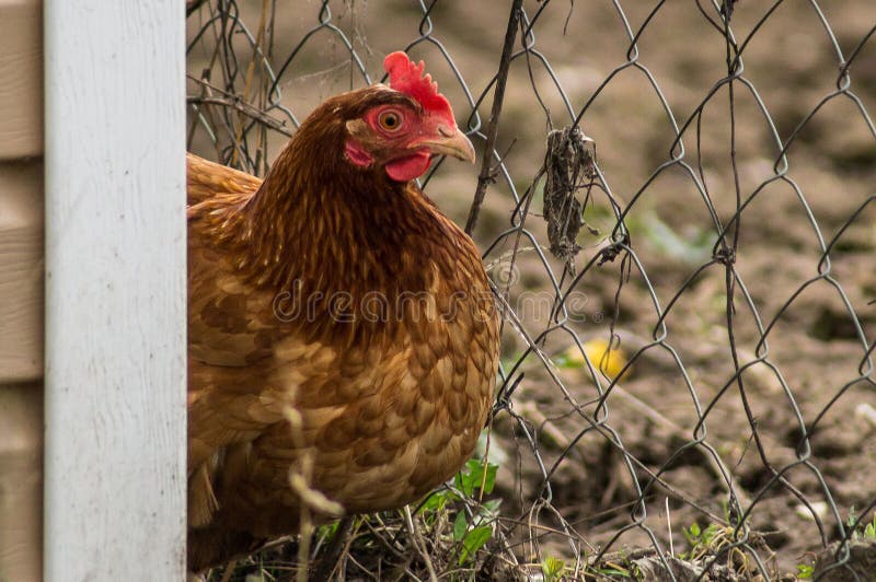 Tuppar och hönor royaltyfri foto