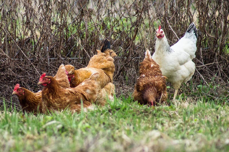 Tuppar och hönor arkivbilder