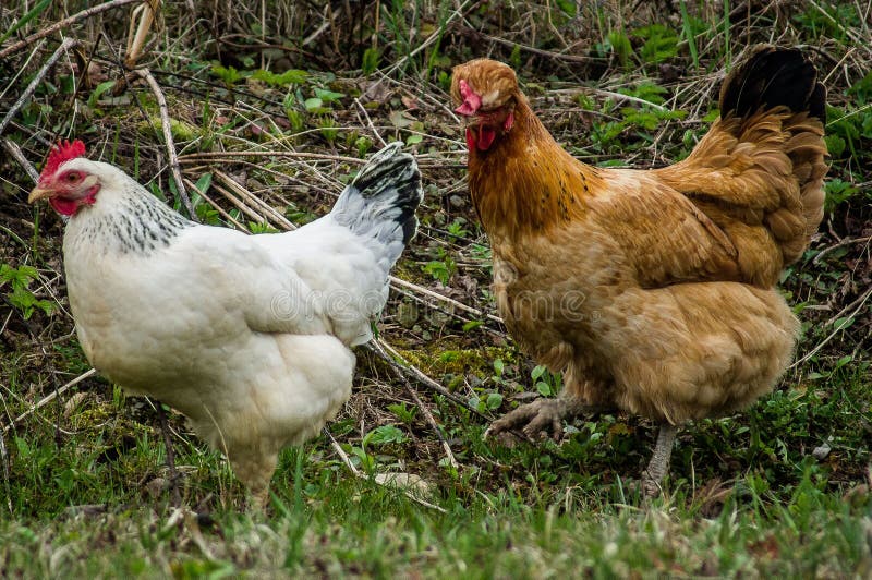 Tuppar och hönor royaltyfri foto