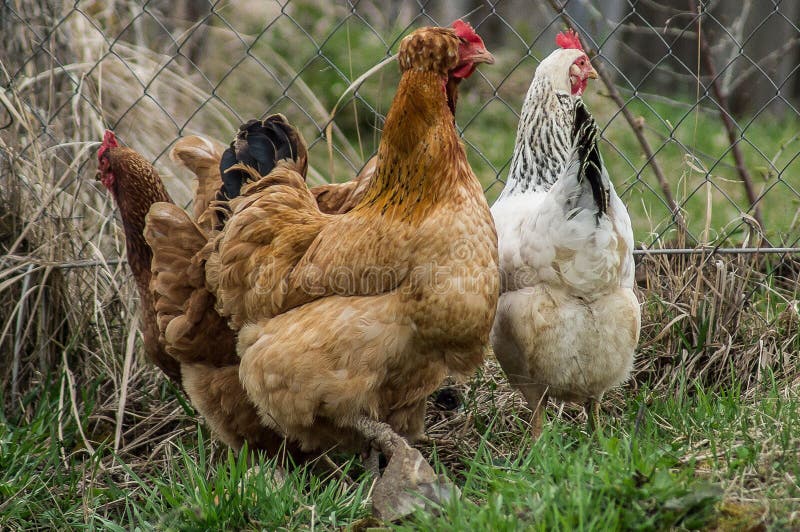 Tuppar och hönor arkivbilder