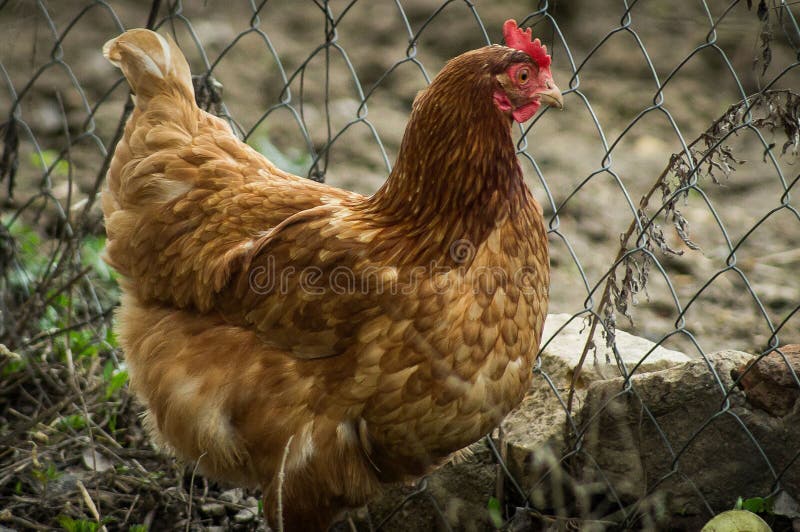 Tuppar och hönor royaltyfri foto