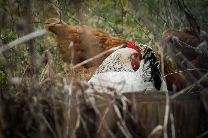 Tuppar och hönor royaltyfri foto