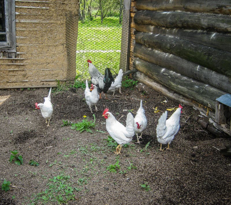Tuppar och hönor royaltyfri foto