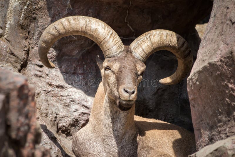 The East Caucasian tur or Daghestan tur (Capra caucasica cylindricornis) is a mountain-dwelling caprine found only in the eastern half of the Greater Caucasus mountains. The East Caucasian tur or Daghestan tur (Capra caucasica cylindricornis) is a mountain-dwelling caprine found only in the eastern half of the Greater Caucasus mountains.