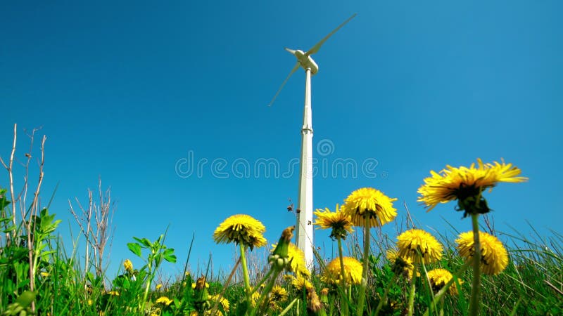 Turbine alternative de générateur d'énergie éolienne et fleurs jaunes de pissenlit