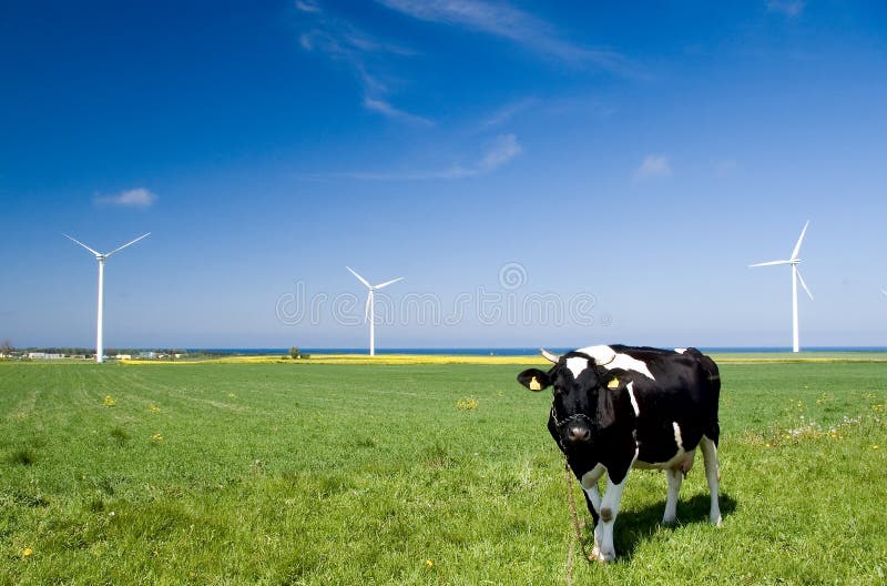 Turbine di vento e della mucca.