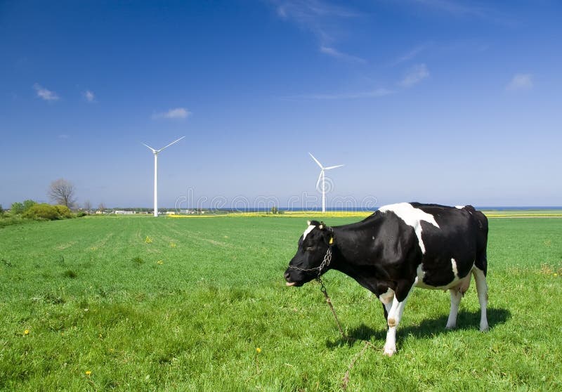 Turbine di vento e della mucca
