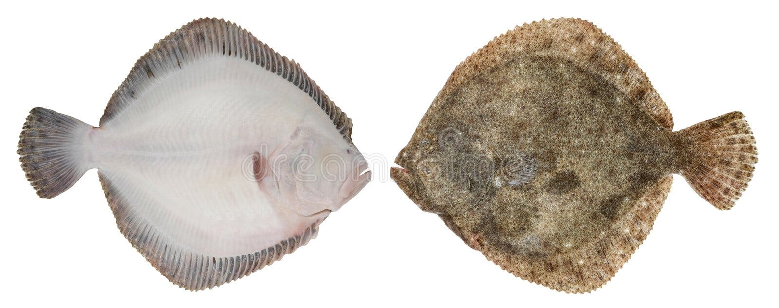Gilt-head bream and Turbo fish