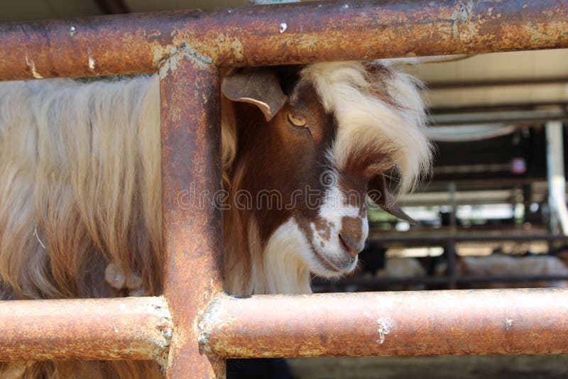 Turc, Adiyaman, le 15 juillet, - 2019 : Bazar animal d'Adiyaman - Mezat image libre de droits Turc, Adiyaman, le 15 juillet, - 2019 : Bazar animal d'Adiyaman - Mezat image libre de droits