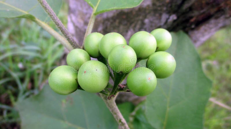 Turcja jagoda solanum torvum obrazy royalty free