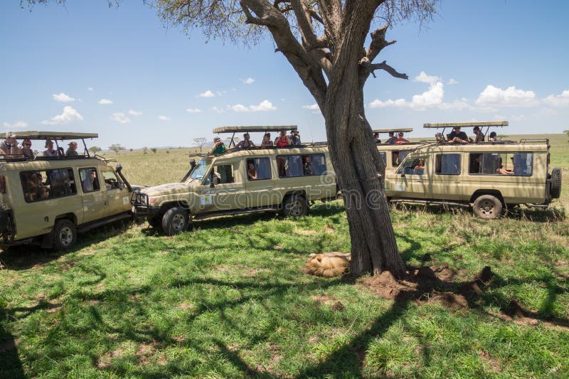 Turismo di massa: Leone maschio circondato dai turisti di safari Turismo di massa: Leone maschio circondato dai turisti di safari