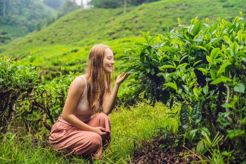 Turista das mulheres em uma plantação de chá As folhas de chá selecionadas, frescas naturais no chá cultivam em Cameron Highlands imagens de stock Turista das mulheres em uma plantação de chá As folhas de chá selecionadas, frescas naturais no chá cultivam em Cameron Highlands imagens de stock