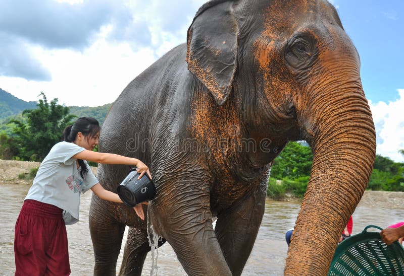 Turista fêmea feliz que banha o elefante pelo rio foto de stock Turista fêmea feliz que banha o elefante pelo rio foto de stock