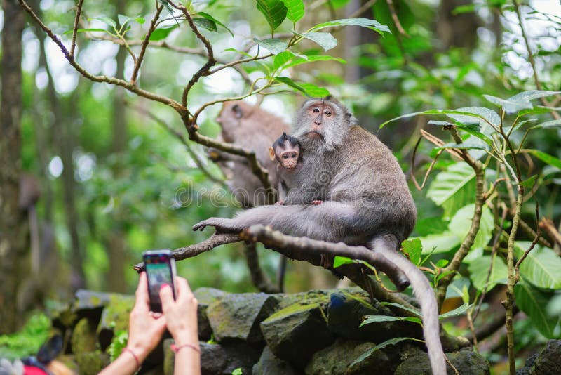 Lindo Macaco Fofo Gerado Por IA Foto Royalty Free, Gravuras, Imagens e  Banco de fotografias. Image 211951488