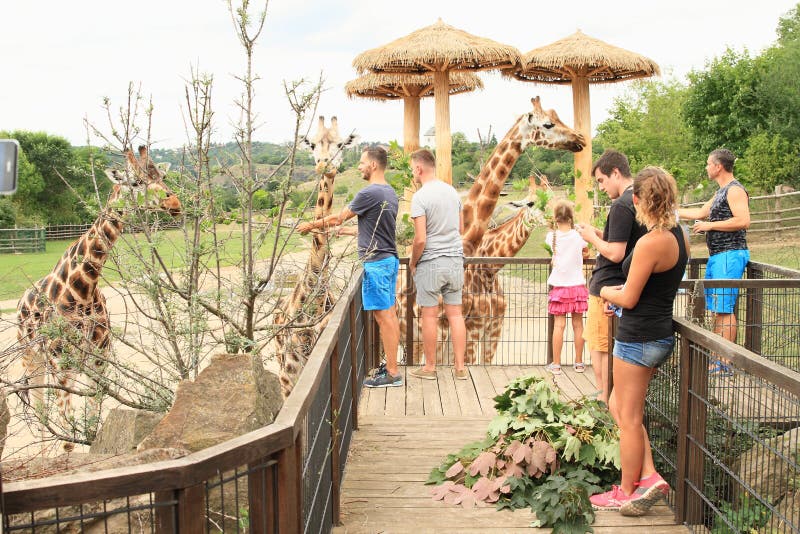 Turistas que alimentam girafas fotografia de stock Turistas que alimentam girafas fotografia de stock