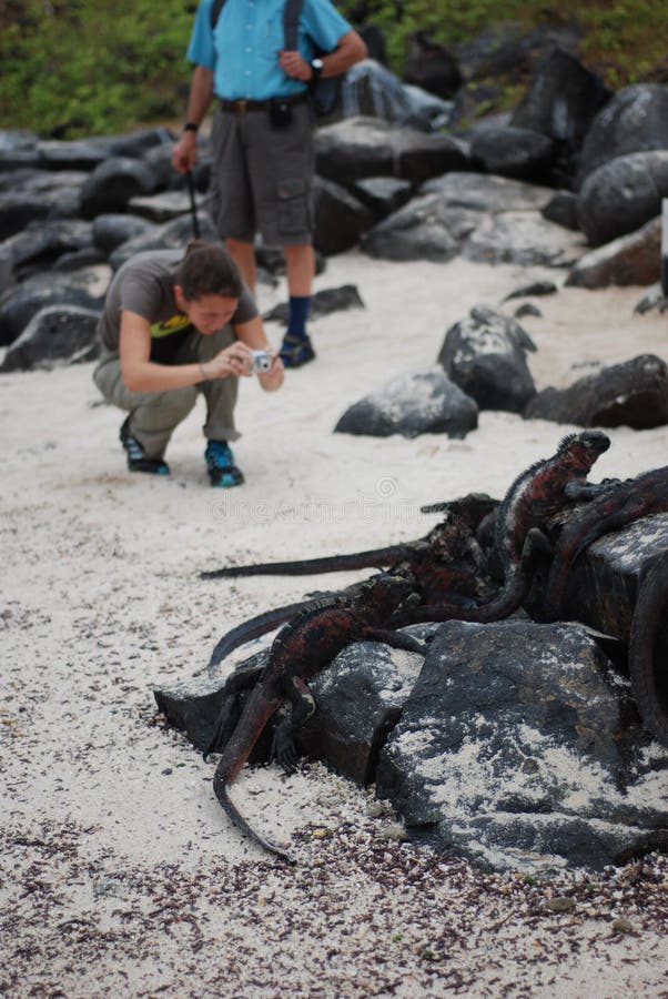 Turistas a fotografar iguanas foto de stock royalty free