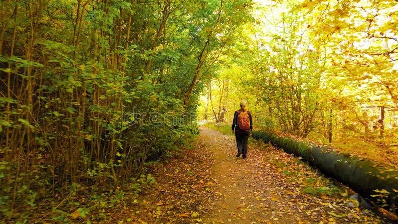 Turistgäst som går i höstskogen