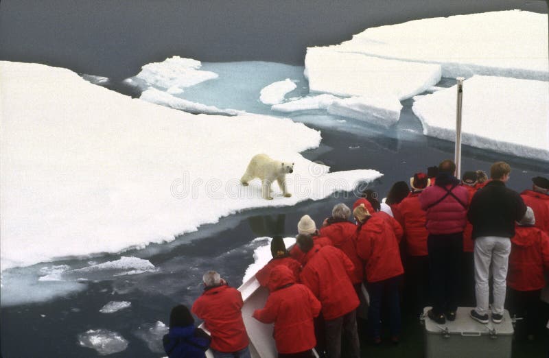 Turisti che guardano un orso polare