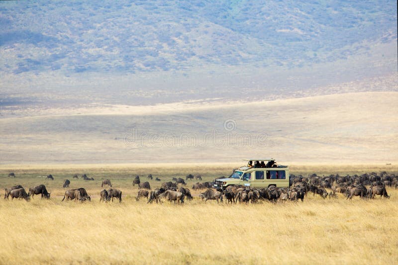 Turisti di safari sull'azionamento del gioco in Ngorongoro fotografia stock Turisti di safari sull'azionamento del gioco in Ngorongoro fotografia stock