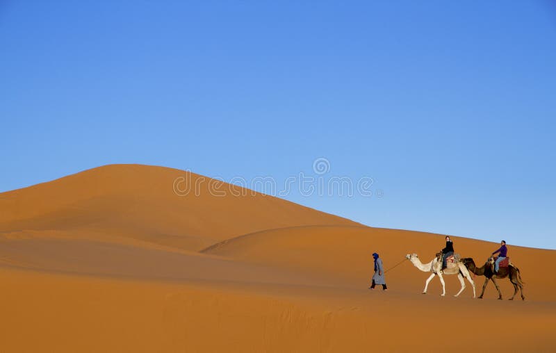 Turisti principali dell'uomo arabo su due cammelli lungo le dune di sabbia del deserto con il fondo del cielo blu fotografia stock