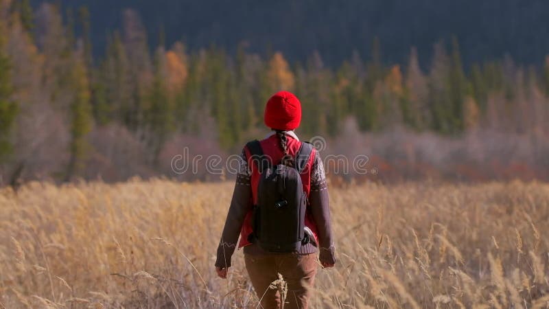 Turistturism som går i skog på solig höstdag