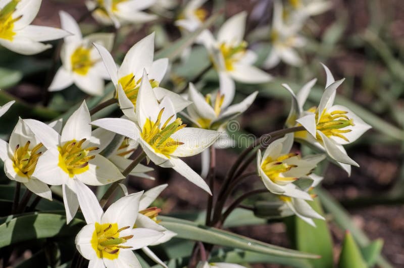 Turkestanica sauvage de Tulipa de tulipe photographie stock