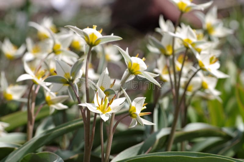 Turkestanica sauvage de Tulipa de tulipe photographie stock
