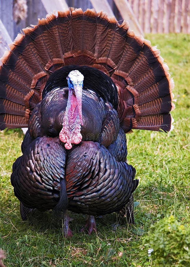 Turkey stock image