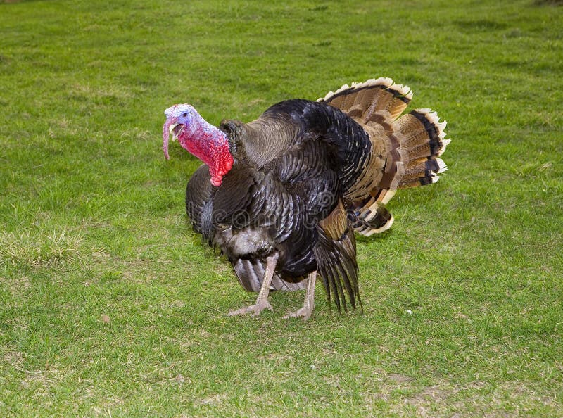 Turkey royalty free stock photos