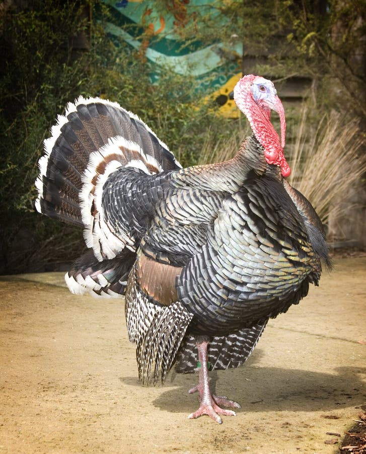 Turkey stock image. Image of proud, feast, field, thanksgiving 19612207