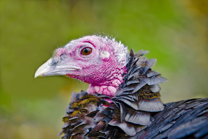Turkey bird Close up stock image. Image of bill, feather 13029265