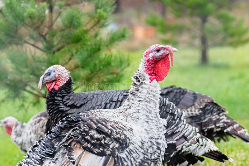 Turkey Breeding Farm. a Flock of Turkeys on a Farm. Home Turkeys Graze