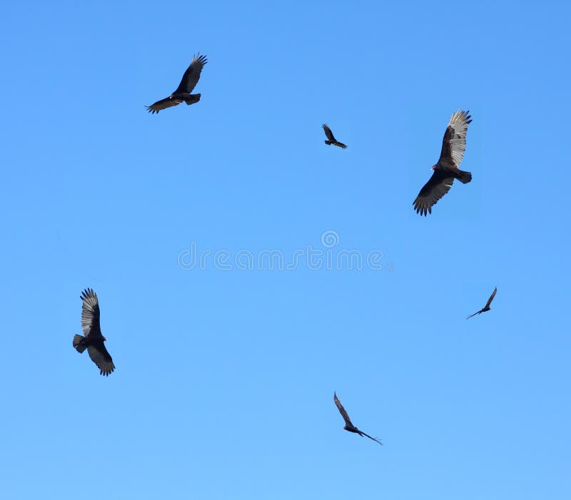 Turkey buzzards in flight stock image. Image of wildlife 4436279