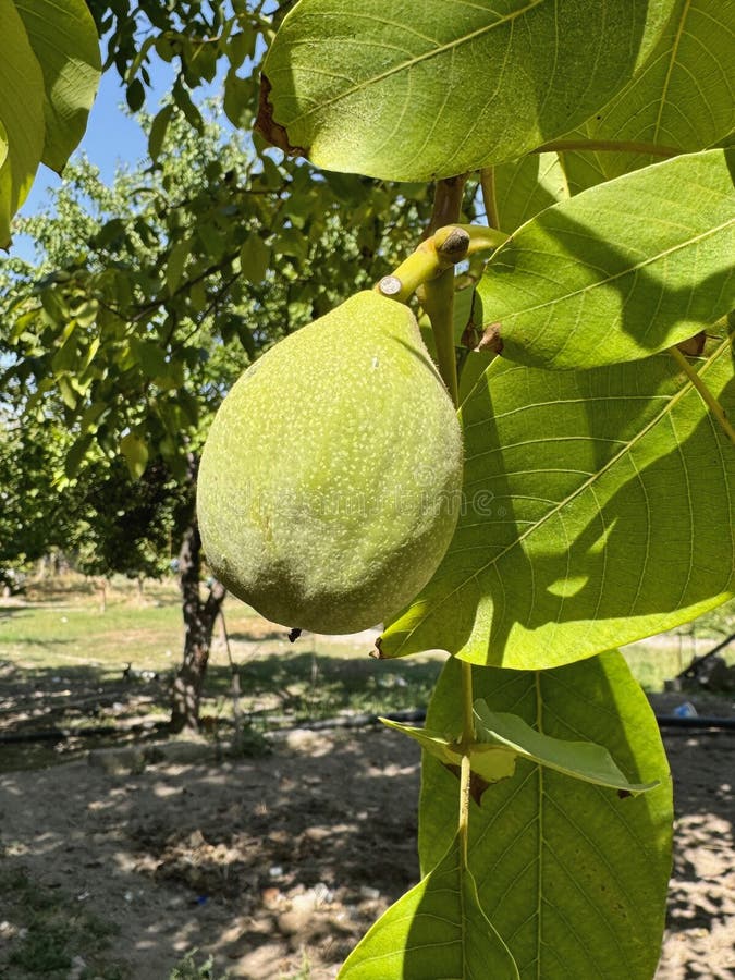 Green walnut fruit growing in the orchard in Turkey stock photos