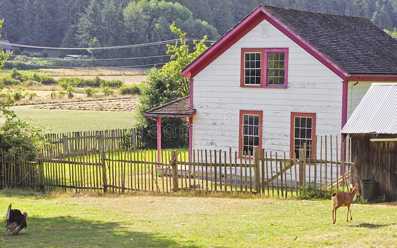 Turkey chasing deer across farm yard royalty free stock images Turkey chasing deer across farm yard royalty free stock images