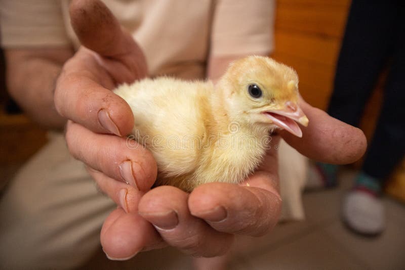 Chick turkey stock photo. Image of image, animal, agriculture 25762038