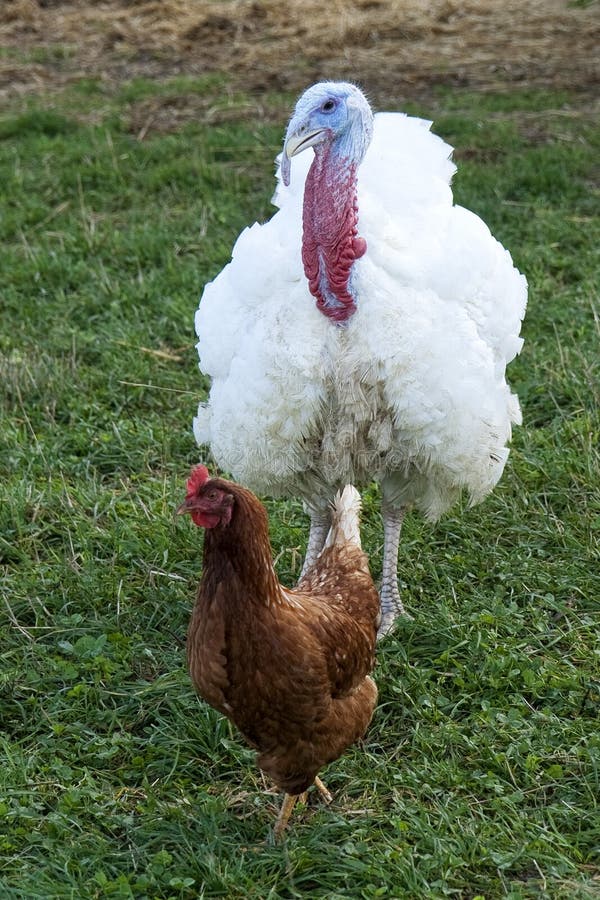 Chicken Turkey Alive Stock Photos - Free & Royalty-Free Stock Photos from Dreamstime Chicken Turkey Alive Stock Photos - Free & Royalty-Free Stock Photos from Dreamstime