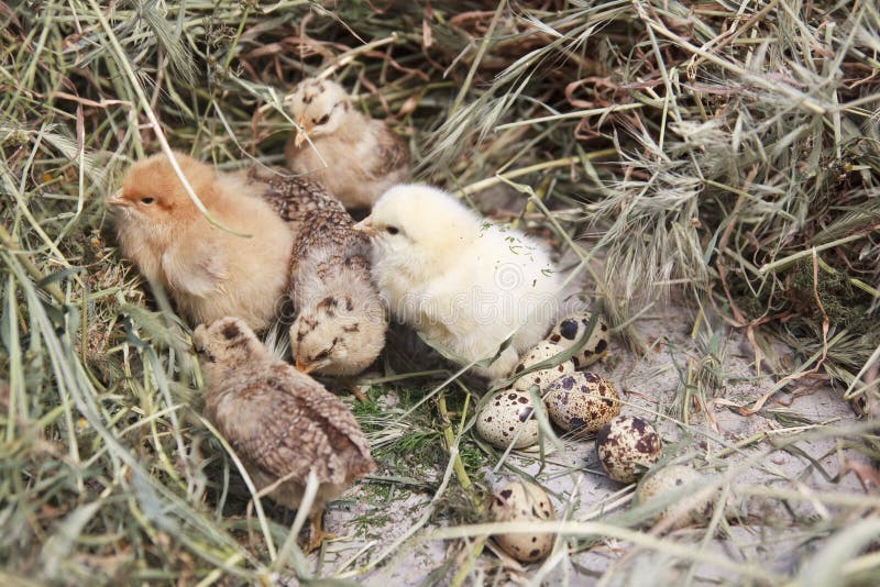 314 Turkey Chicks Stock Photos Free & RoyaltyFree Stock Photos from