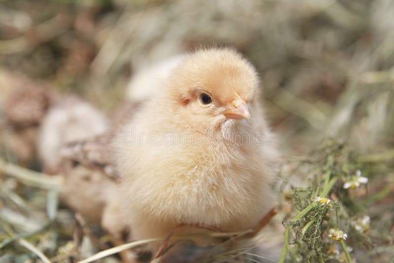 Chicken Chicks stock image. Image of brown, cute, baby 6520723