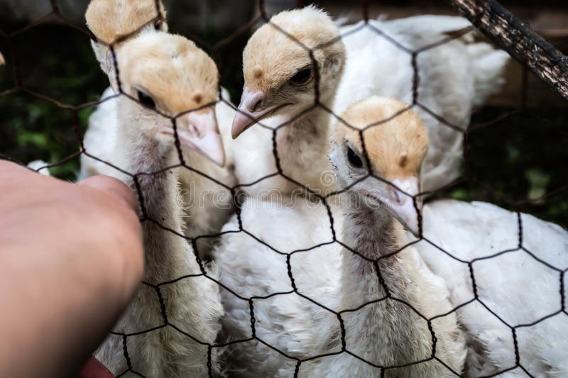 Domestic turkey chicks stock image. Image of fluffy, food 18839505