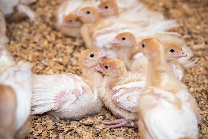 273 Turkey Chicks Stock Photos - Free & Royalty-Free Stock Photos from Dreamstime 273 Turkey Chicks Stock Photos - Free & Royalty-Free Stock Photos from Dreamstime