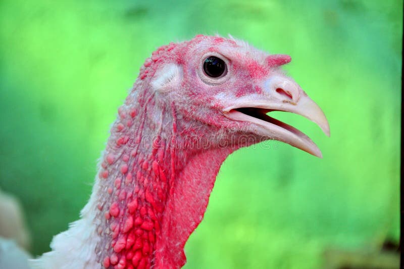 48,000+ Turkey Feathers Stock Photos, Pictures & Royalty-Free Images -  iStock