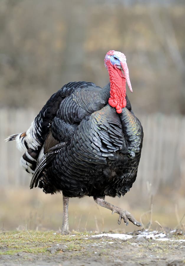 Turkey-cock stock photography