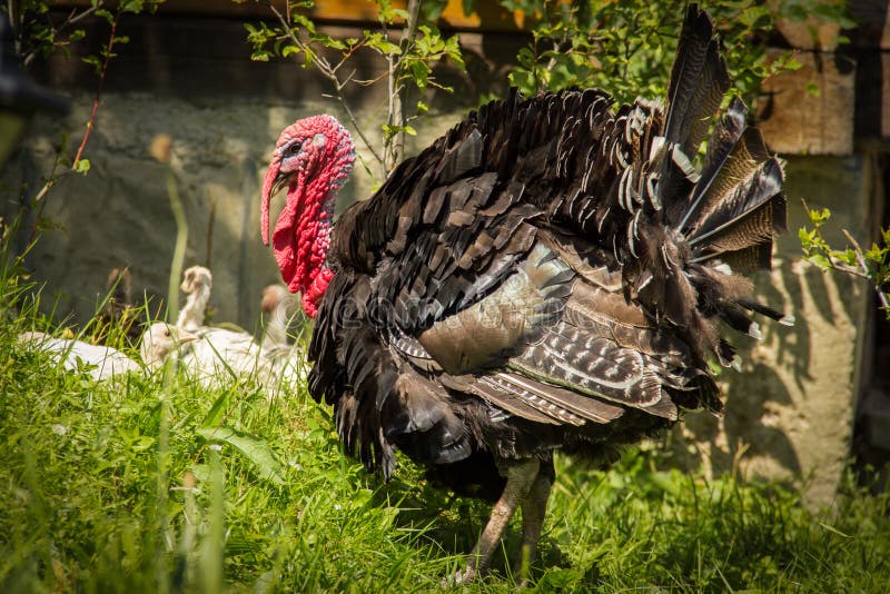 Turkey Cock Stock Image Image Of Male Head Pecker 42815175 