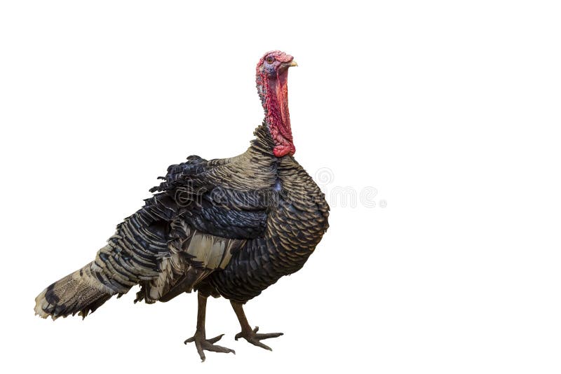 Turkey-cock on isolated white background. royalty free stock photo