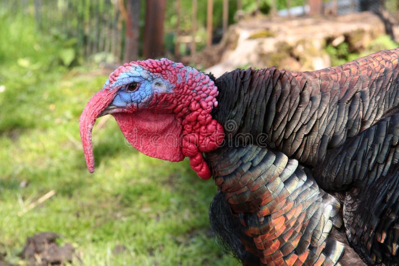 Turkey Cock Stock Image Image Of Wildlife Nature Beak 37801641 