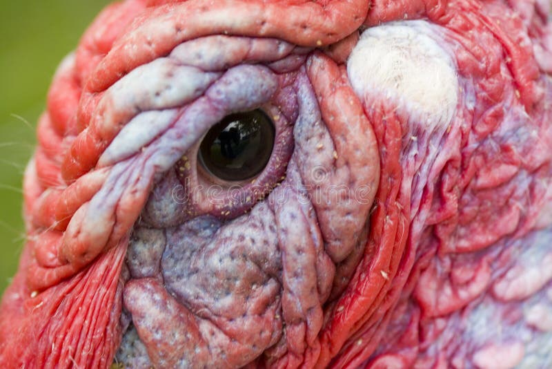 Turkey Eye