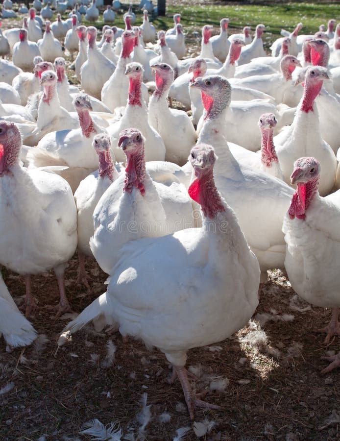 flock of turkeys flock of turkeys