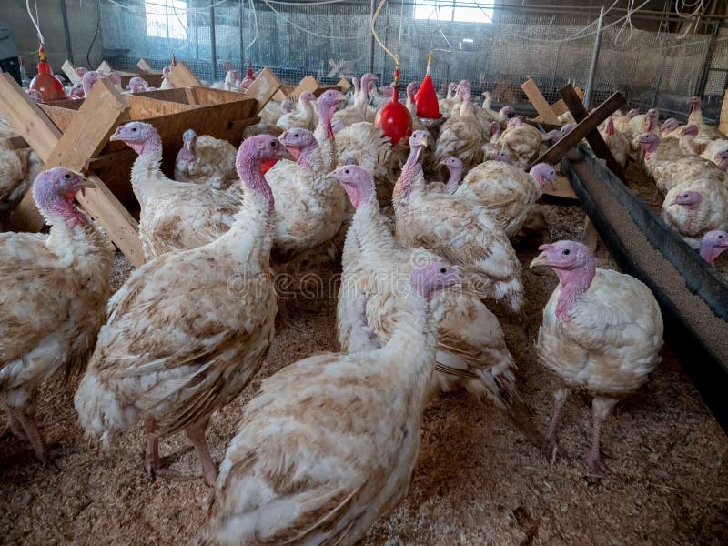 Turkey on a Farm, Breeding Turkeys. Poultry Farming . Stock Image