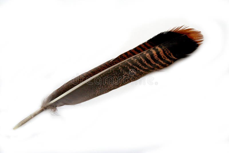 Wild Turkey Tail Feather Stock Photo - Download Image Now